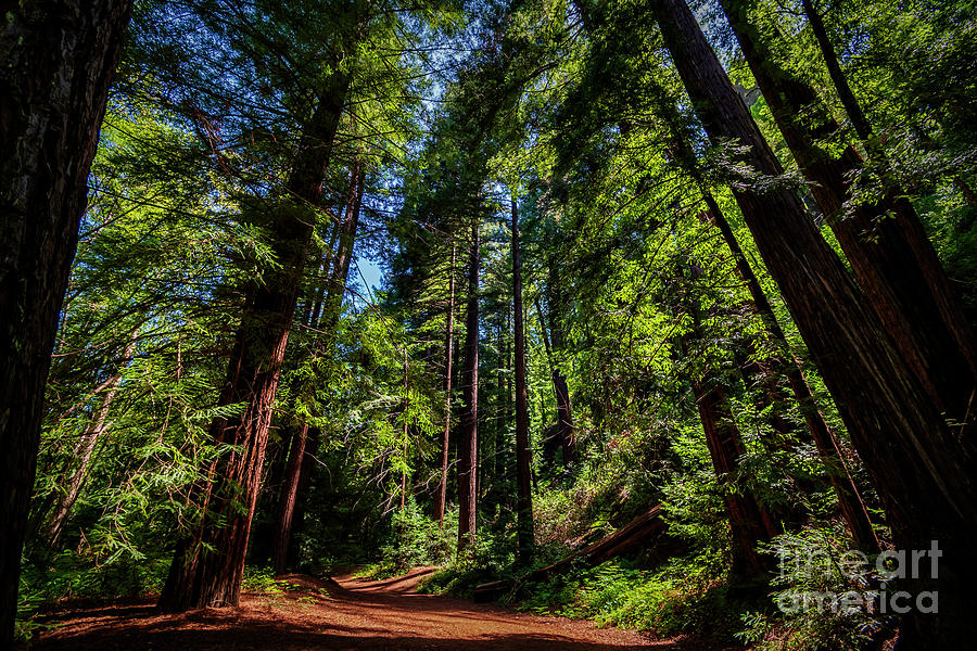 Redwood Forest  Photograph by Rich Cruse