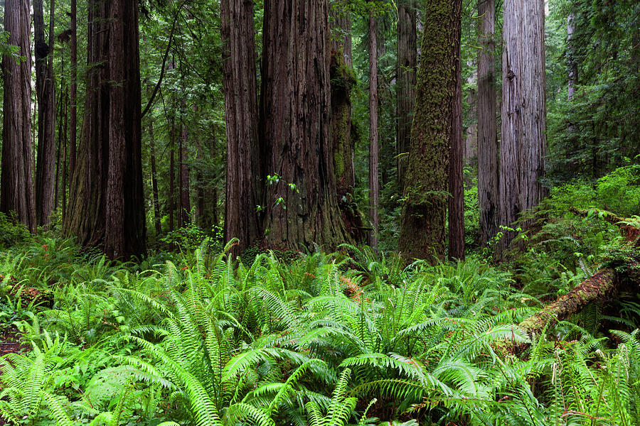 Redwood Forest  Photograph by Rick Pisio