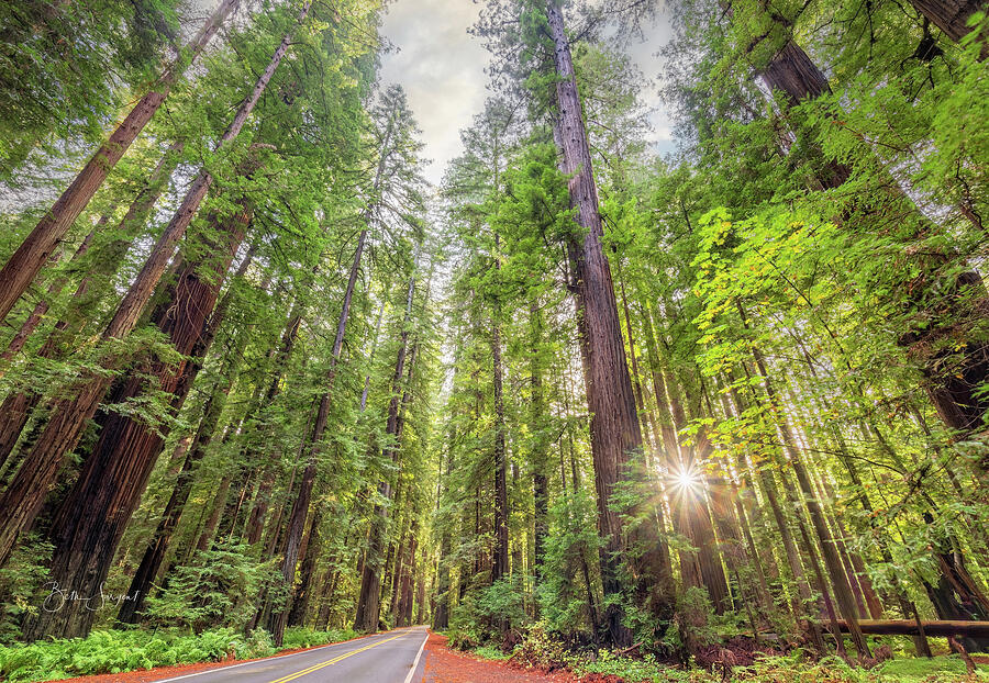 Redwood Forest Road Photograph by Beth Sargent