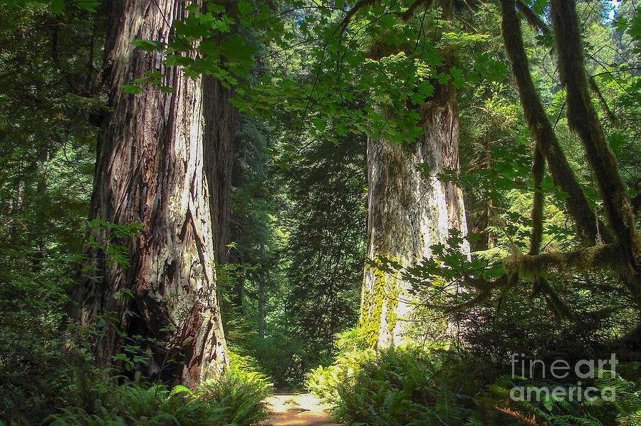 Redwood Forest Digital Art by Tammy Keyes