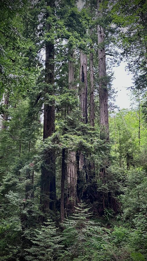 Redwood Giants  Photograph by Daniele Smith