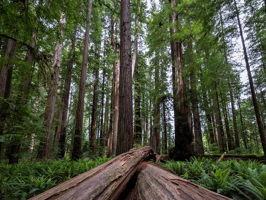 Redwood Giants Photograph by Steven Clark