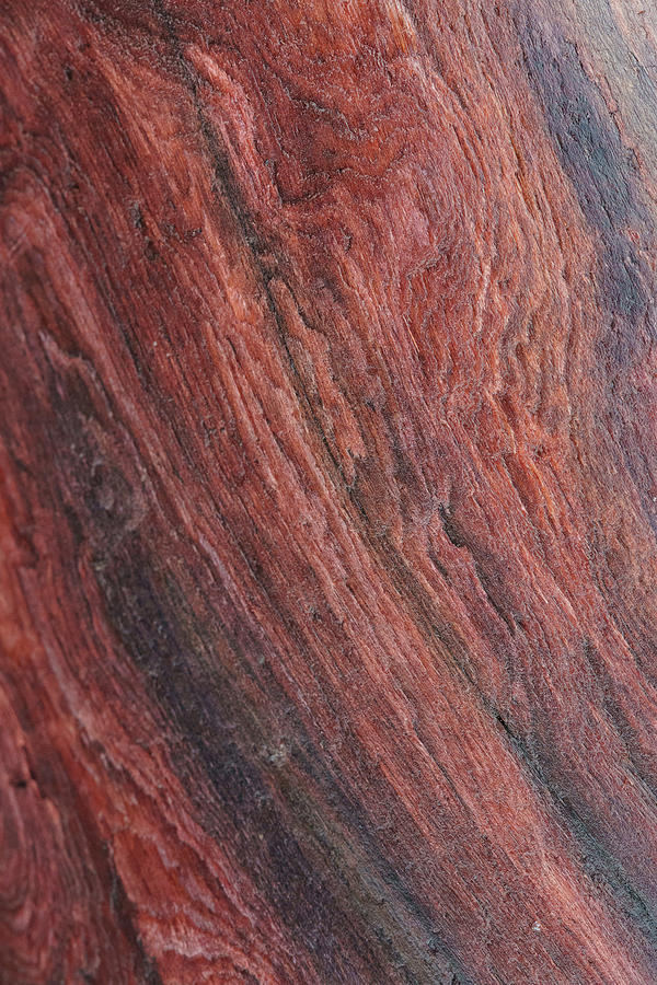 Redwood grain closeup  Photograph by Mike Fusaro