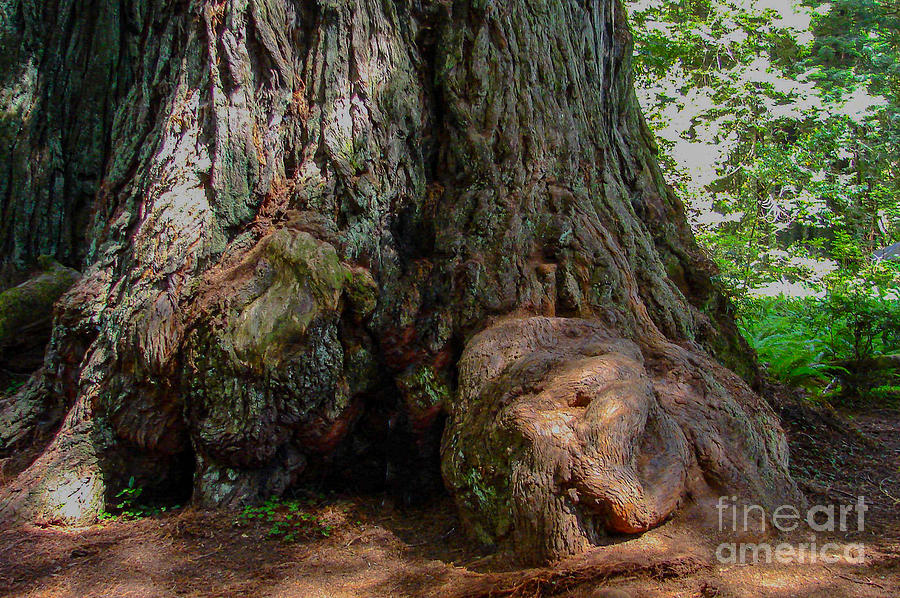 Redwood in Sequoia National Forest Digital Art by Tammy Keyes