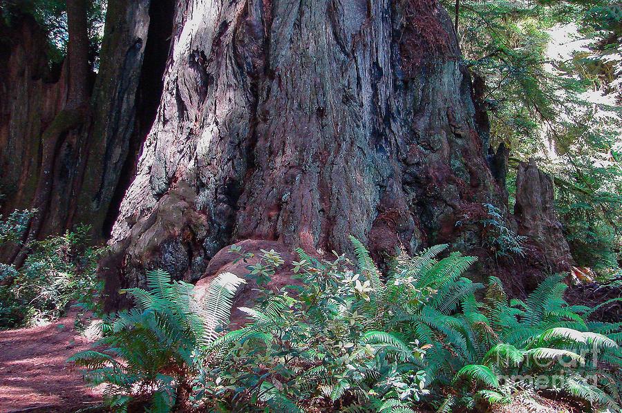 Redwood in Sequoia Digital Art by Tammy Keyes