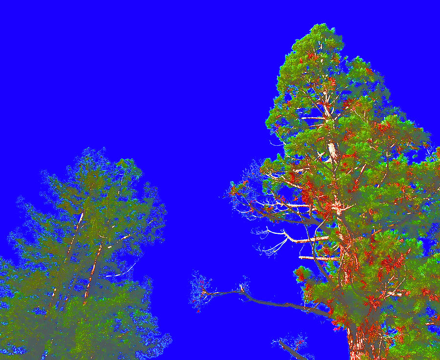 Redwood Left Sequoia Right Photograph