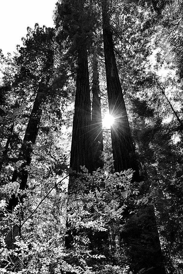 Redwood Light Digital Art by Susan Allen