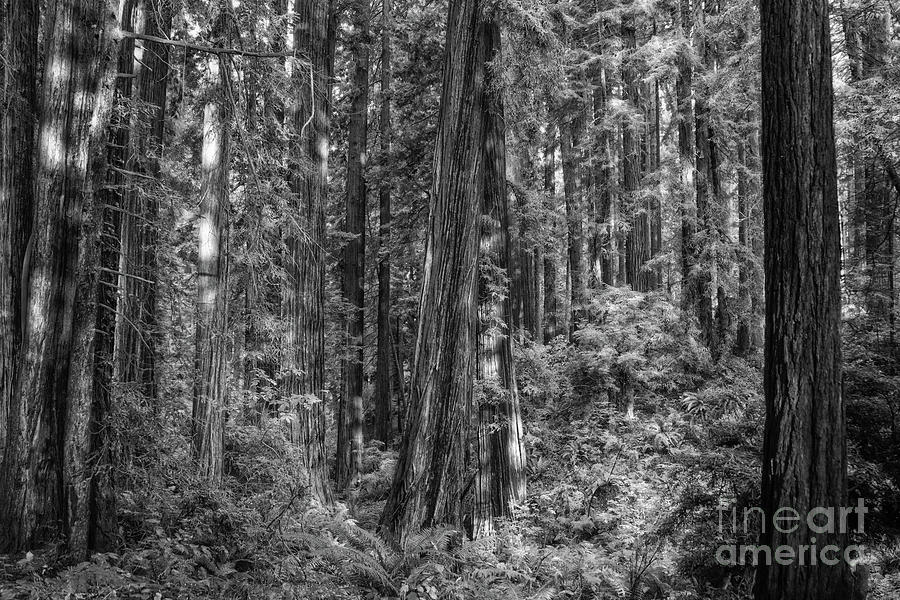 Redwood Morning Photograph by Mark Alder