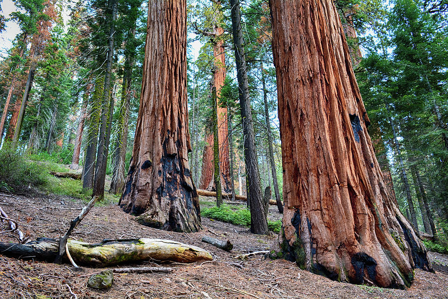Redwood Mountain Grove Sequoias Photograph by Kyle Hanson