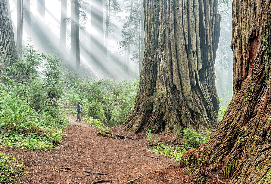 Redwood Mystical Fog Photograph by Rudy Wilms