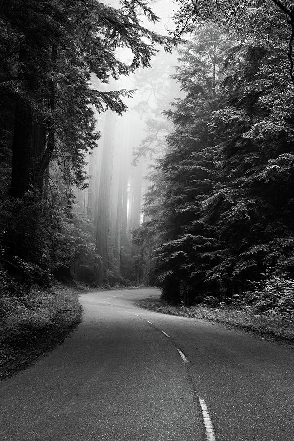 Redwood National and State Park on U.S. 101 California Photograph by Carol Highsmith Redwood National and State Park on U.S. 101 California Photograph by Carol Highsmith