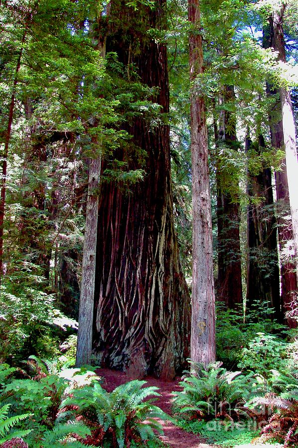 Redwood National Forest Digital Art by Tammy Keyes