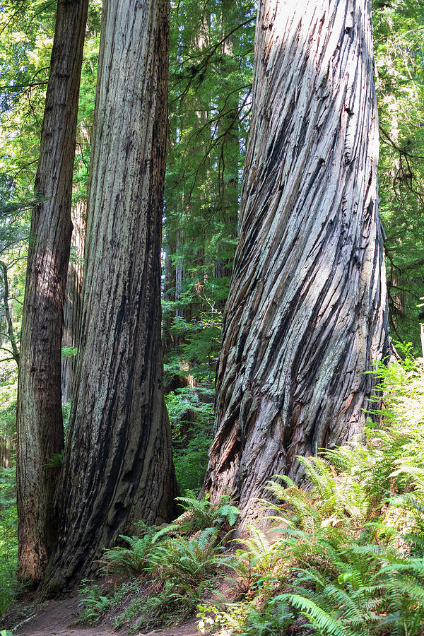 Redwood NP observation no. 969 Photograph by Jonathan Babon