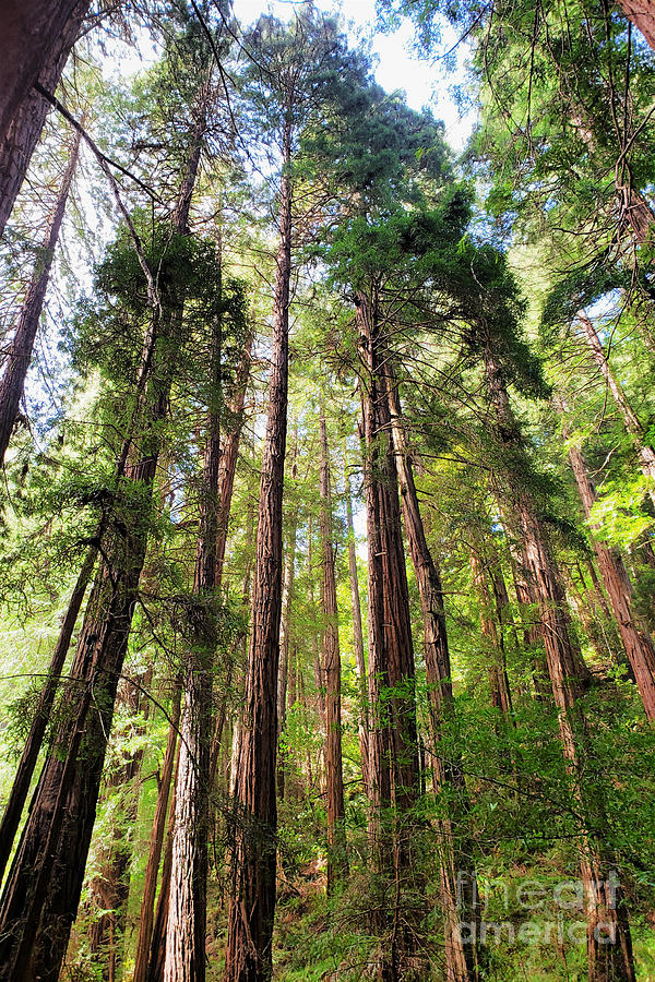 Redwood Nursery Photograph