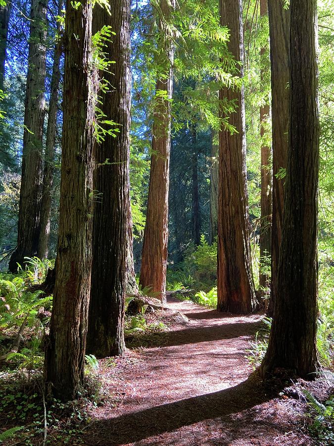 Tree Photograph - Redwood Path  by Daniele Smith