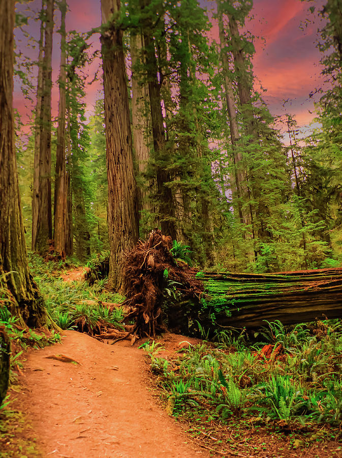 Redwood Path Photograph by John Marr