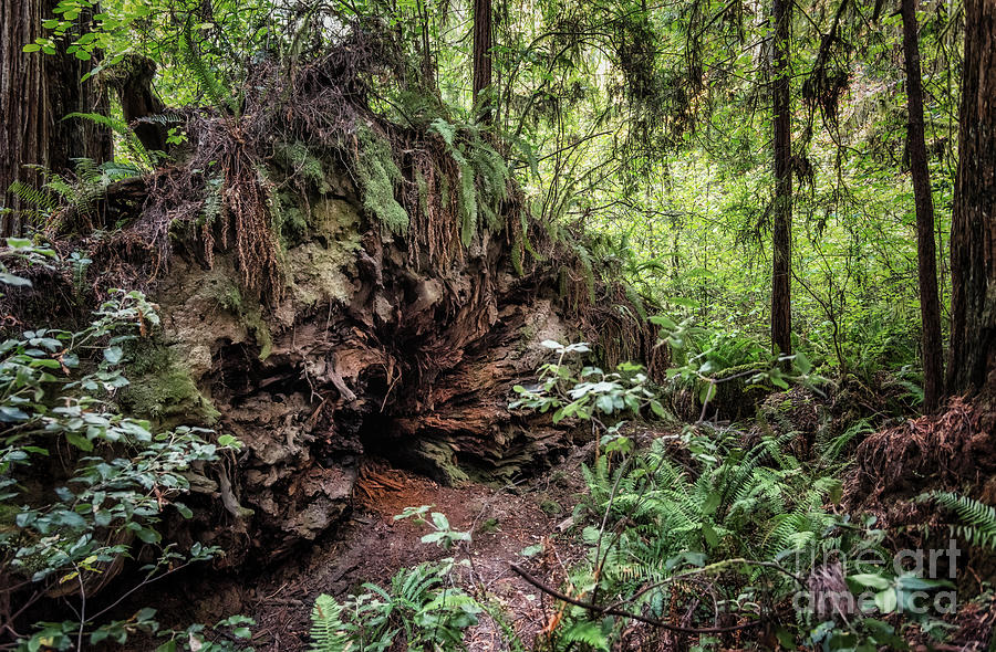 Redwood Roots Photograph by Al Andersen