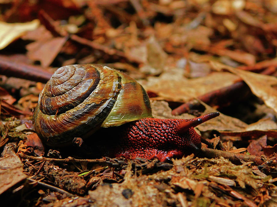 Redwood Sideband Snail Photograph by Carl Moore
