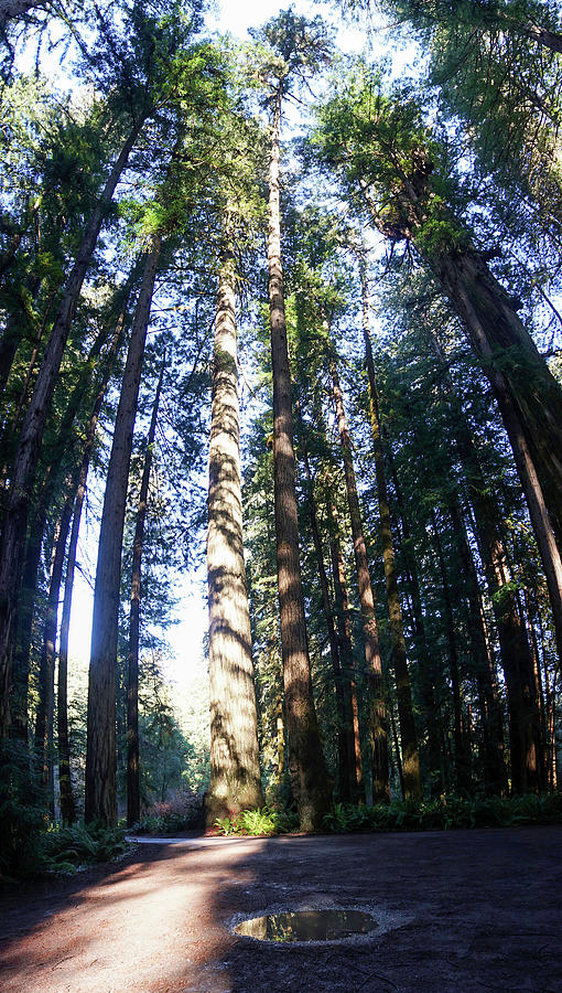Redwood sunlight shadow Photograph by Cathy Anderson