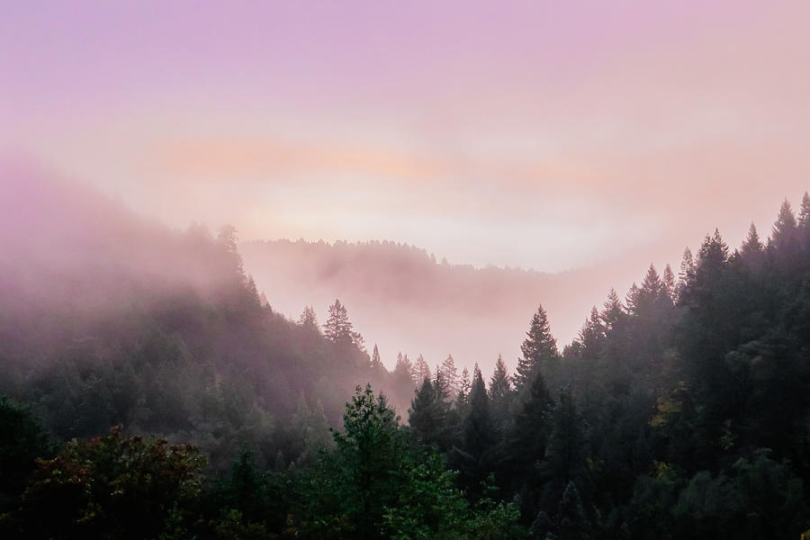 Redwood Sunrise Photograph