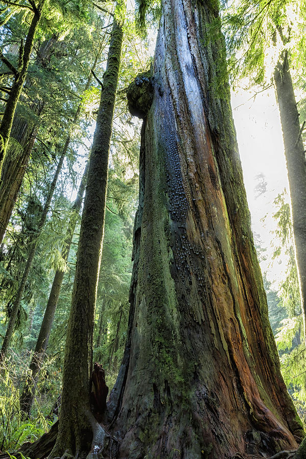 Redwood Survivor Photograph by Belinda Greb