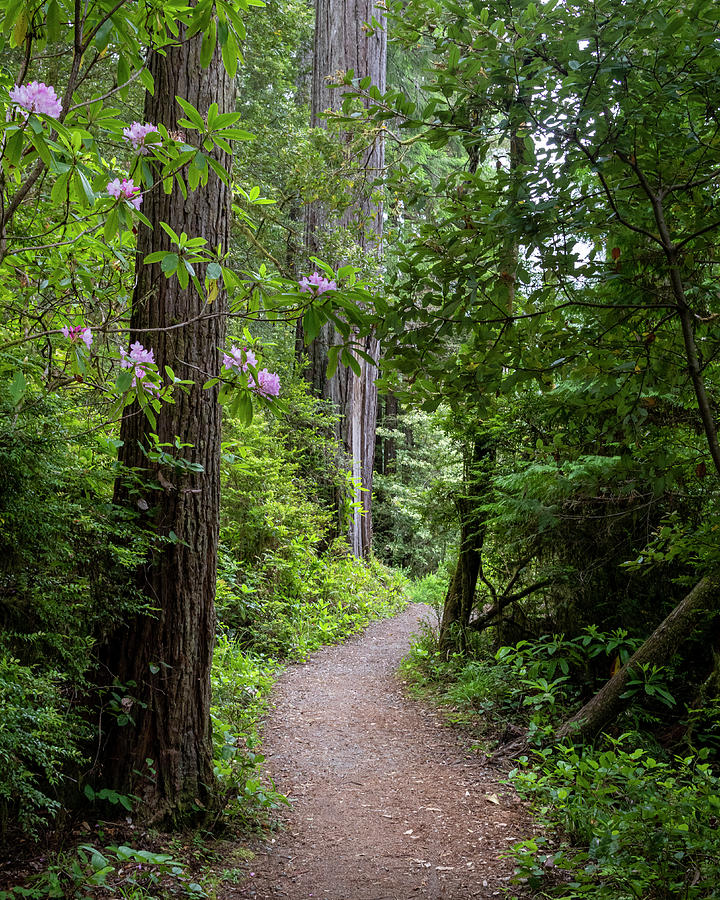 Redwood Trail Photograph by Catherine Avilez