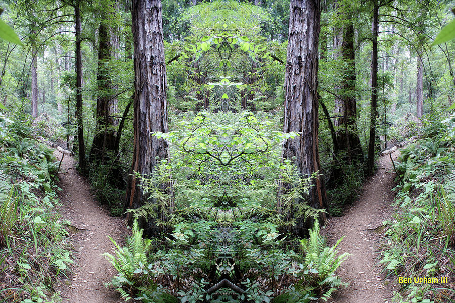 Redwood Trail Nature Mirror Photograph by Ben Upham III