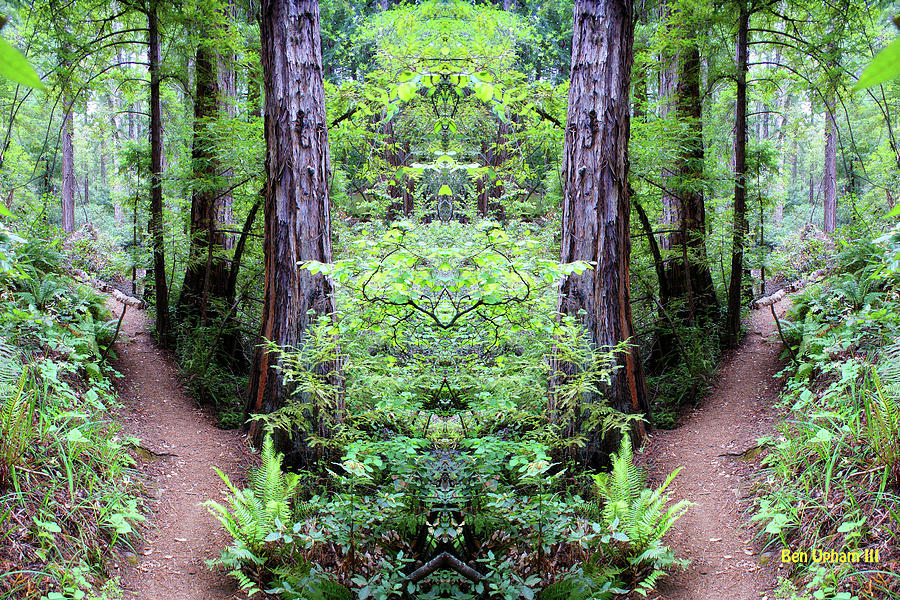 Redwood Trail Nature Mirror with Saturated Colors Photograph by Ben Upham III