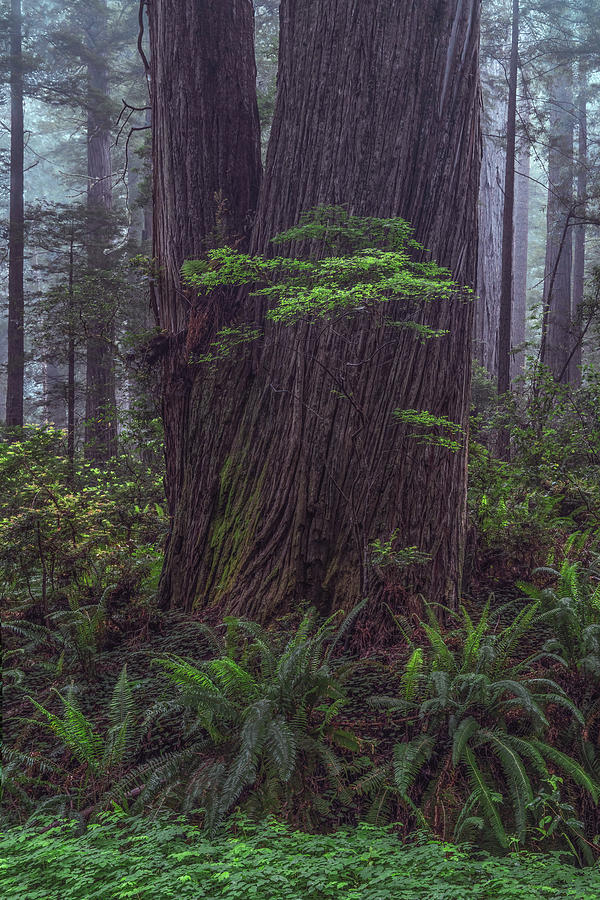 Redwood  Photograph by Chuck Jason