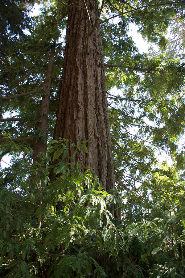 Redwood Tree in Oak Glen Wildlands Conservancy Preserve, California ...