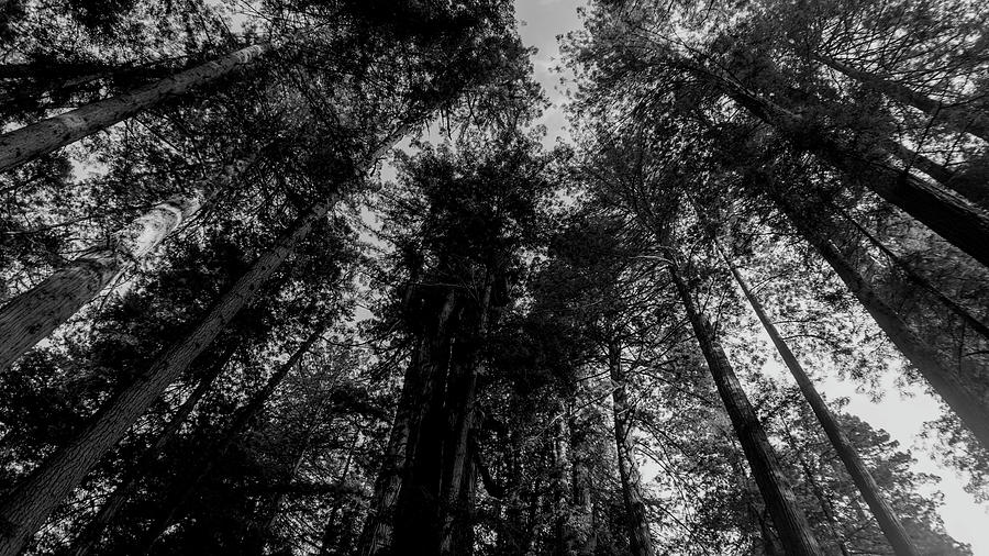 Redwood Trees BW2 Photograph by Cathy Anderson