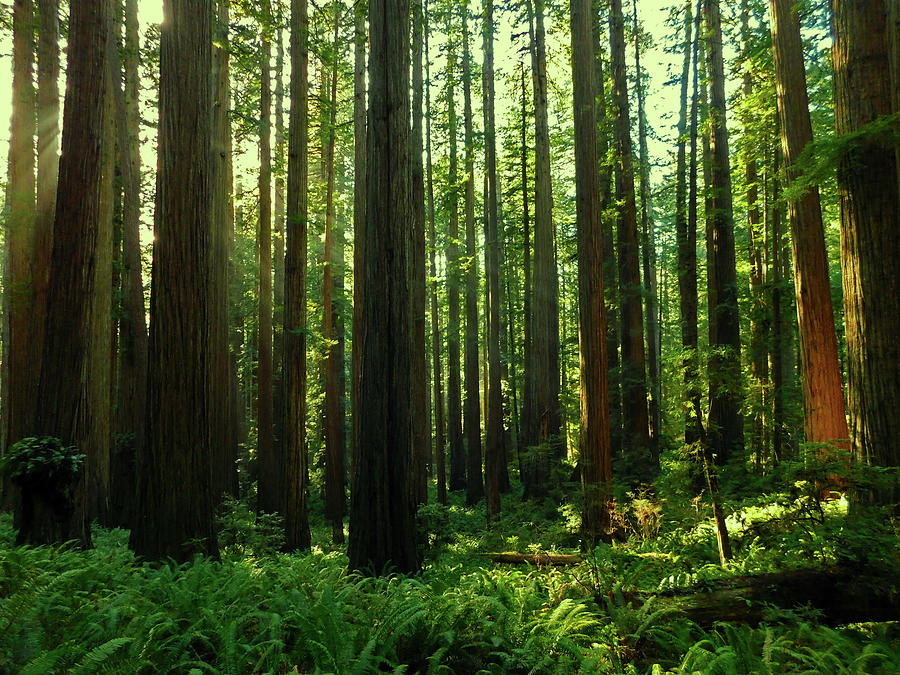 Redwood Trees Photograph by Carl Moore