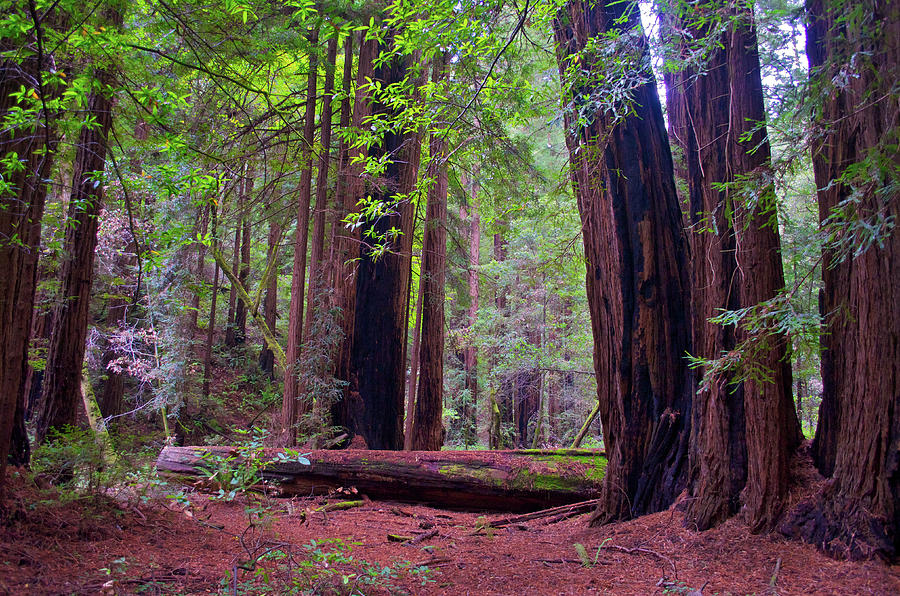 Redwood Trees  Photograph by Matthew DeGrushe