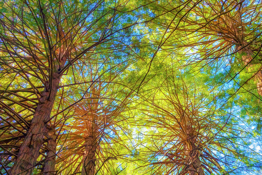 Redwood Treetops Abstract Photograph