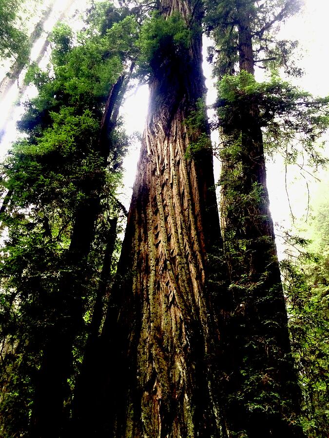 Redwoods Photograph by Brandon Strellis Redwoods Photograph by Brandon Strellis