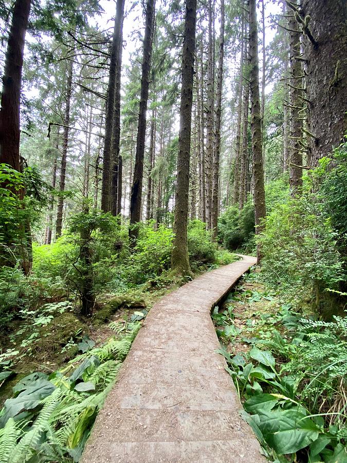 Redwood Walkway  Photograph by Daniele Smith