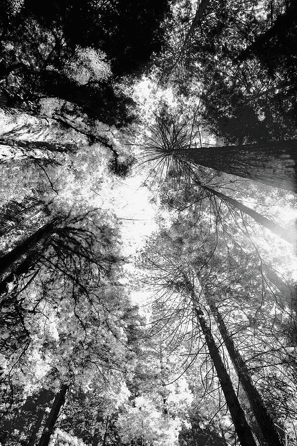 Redwoods 2e Photograph by Sally Fuller Redwoods 2e Photograph by Sally Fuller