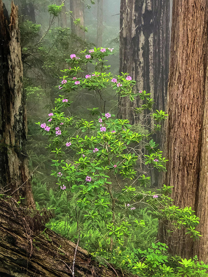 Redwoods and Rhoadies Photograph by George Buxbaum