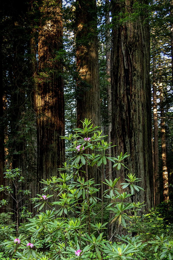 Redwoods and Rhododendrons Photograph by Harold Rau