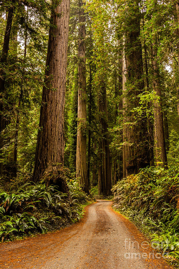 Redwoods Photograph by Billy Bateman