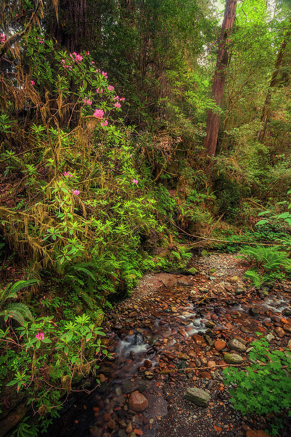 Redwoods Creek Photograph by Andrew Soundarajan