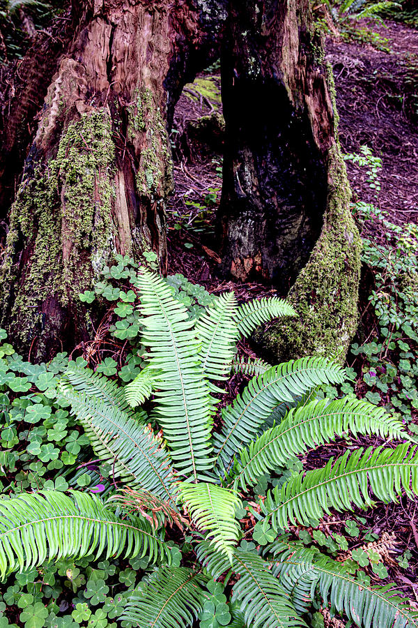 Redwoods, Crescent City, Ca 1 Photograph by Phyllis Spoor
