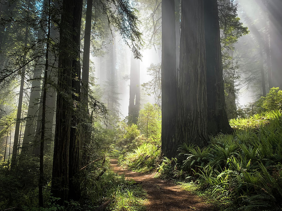 Redwoods-Damnation Trail Photograph by Trice Jacobs | Fine Art America