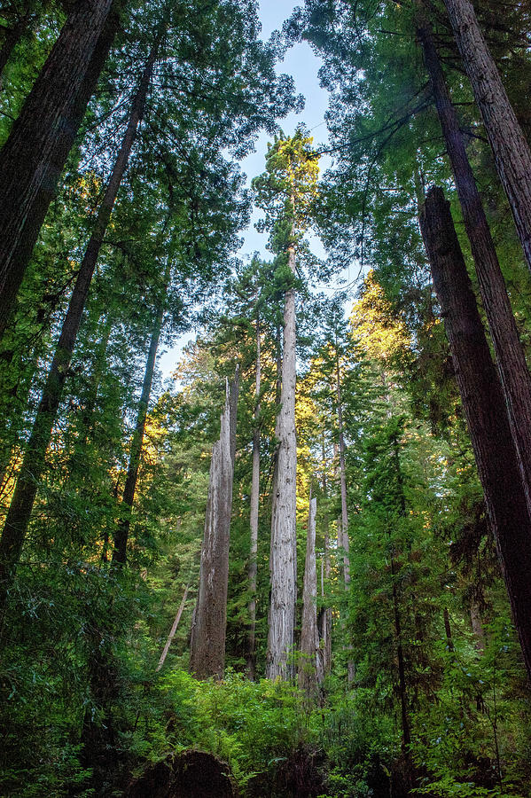 Redwoods Photograph by Doug Davidson