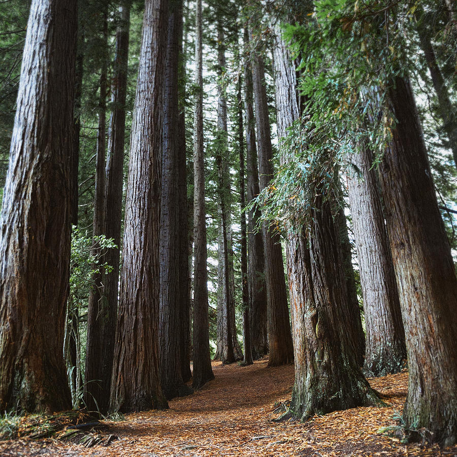 Redwoods forest in Hamurana Springs, New Zealand Photograph by Powerofforever