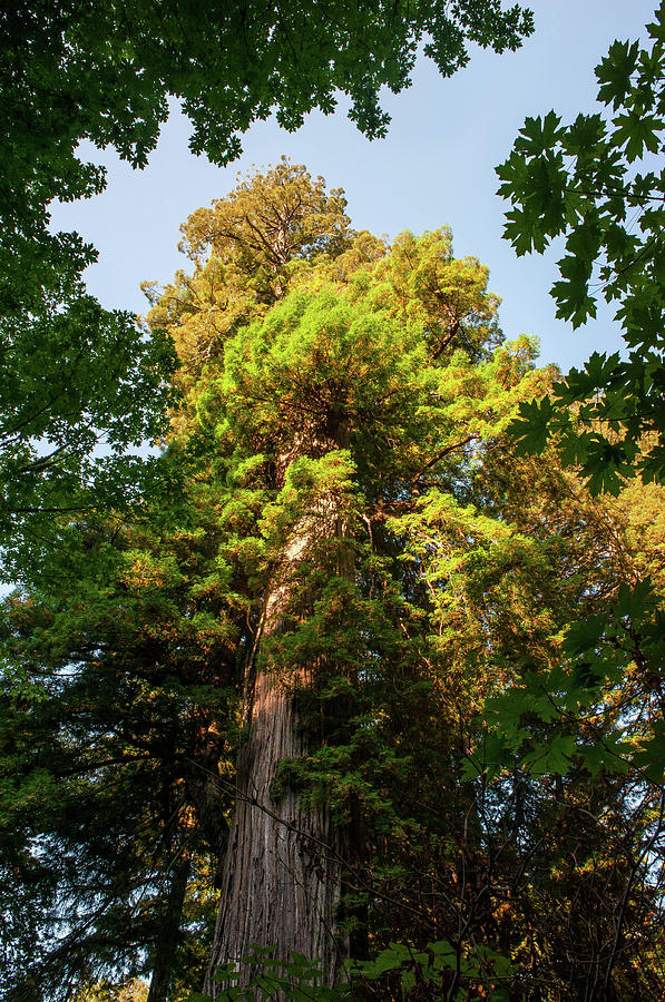 Redwoods II Photograph by Doug Davidson