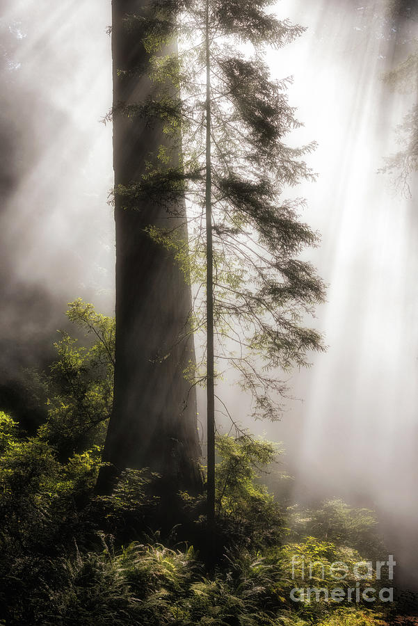 Redwoods In The Mist Photograph