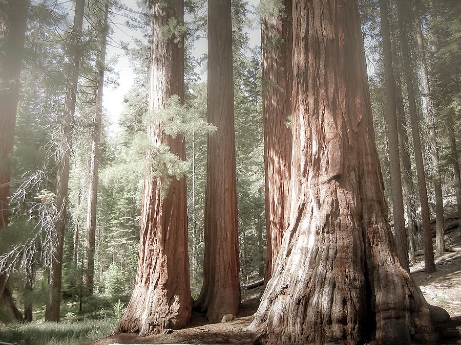 Redwoods in Yosemite Photograph by Allin Sorenson