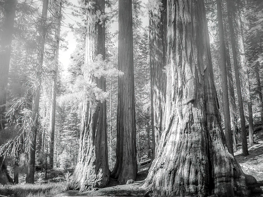 Redwoods in Yosemite - Black and White Photograph by Allin Sorenson