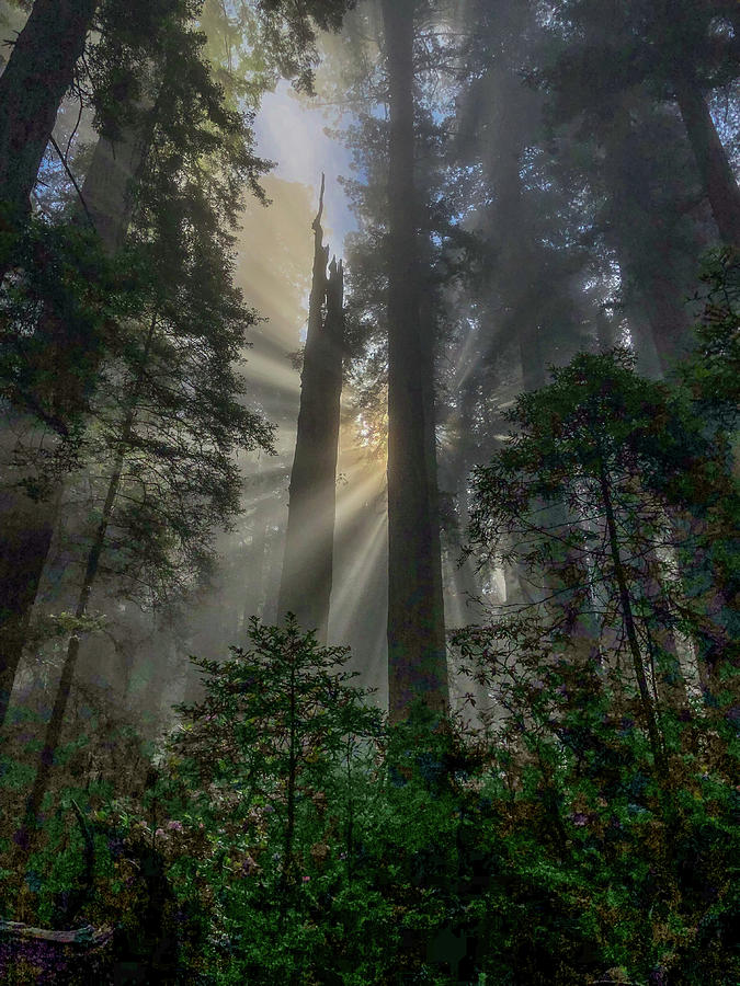 Redwoods Message Photograph by George Buxbaum
